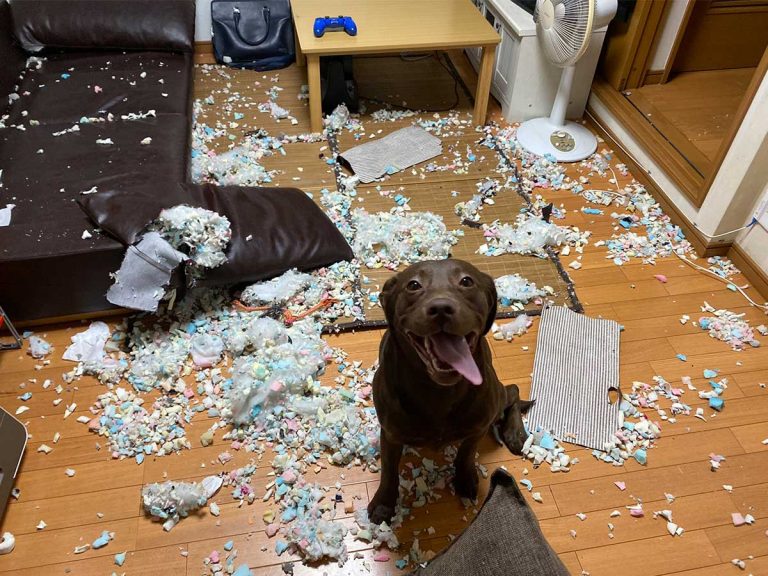 Dog “redecorates” room while waiting at home for owner, looks extremely proud of his work