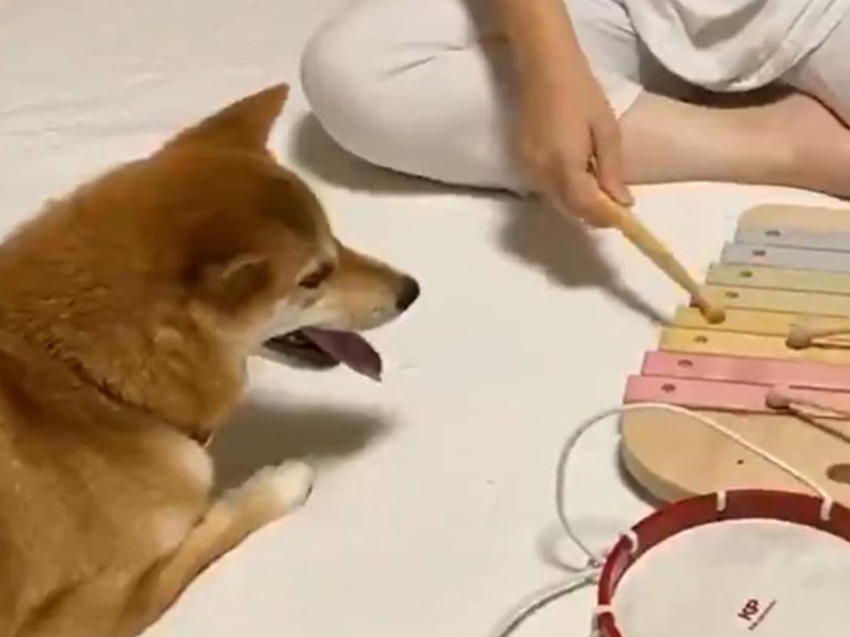 Shiba inu has sweetest reaction to baby playing with a Xylophone