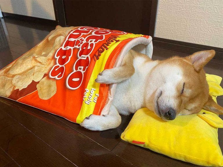 Shiba inu’s special pet bed makes him the cutest potato chip around