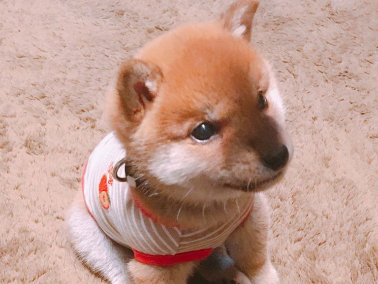 Twitter falls in love with shiba inu who is very proud of learning to sit in funny manner