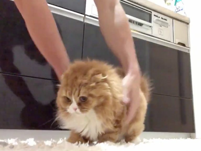 Loop of cat mumbling as he’s picked up again and again adorably soothing