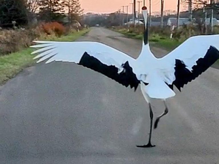 This Japanese driver thought a car was passing by, only to realize it was a red-crowned crane