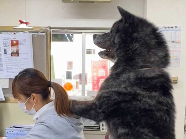 Giant Akita in Japan is actually an adorable receptionist