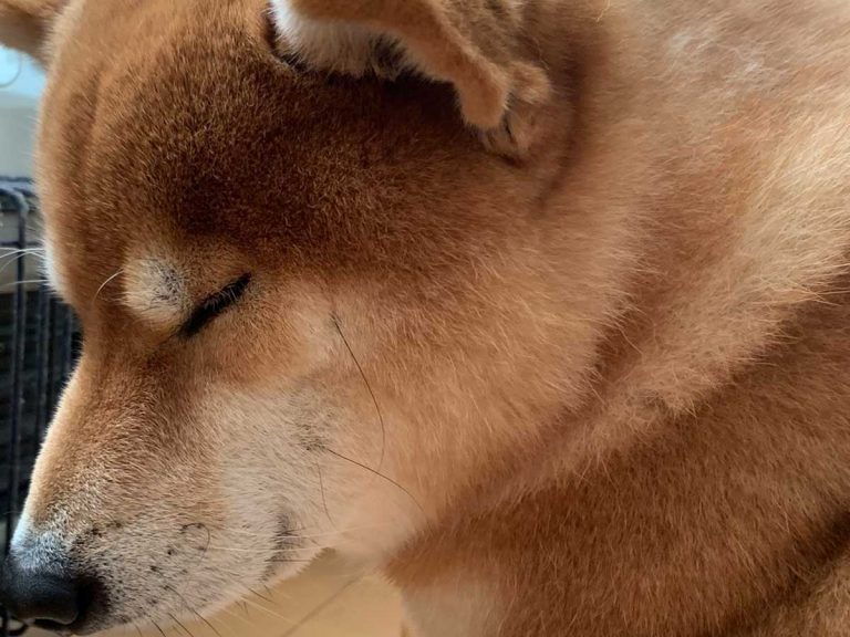 Shiba inu loves heater more than anything else