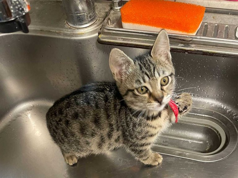 Tiny kitten admits to adorable crime after being caught red-pawed