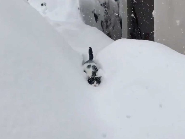 Snowplow or miaow? Video of Japanese cat charging through snow unaffected amazes Twitter