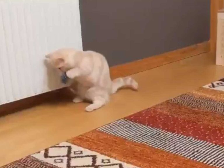 Expressive cat utterly bamboozled by butt scooting corgi