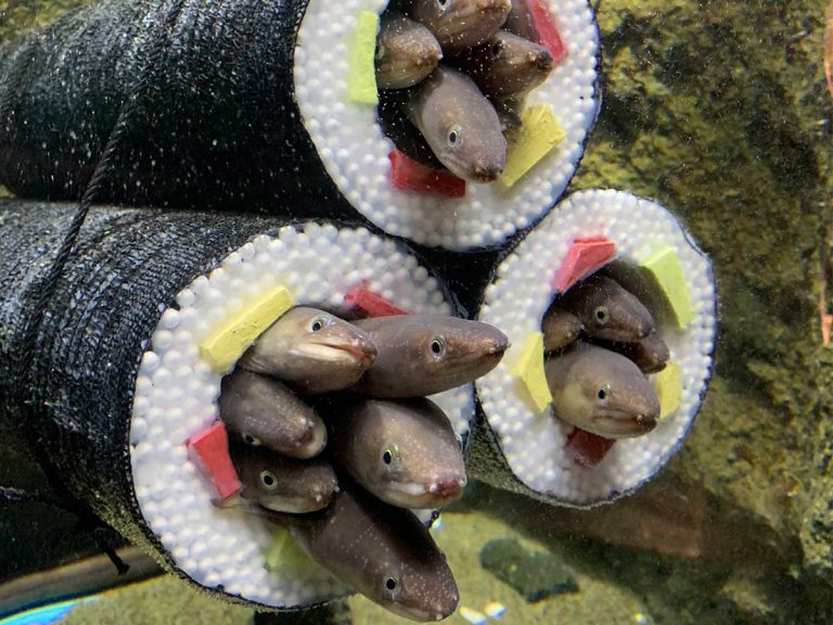 Japanese aquarium’s creative tunnels turn eels into seasonal favourite sushi roll for spring festival