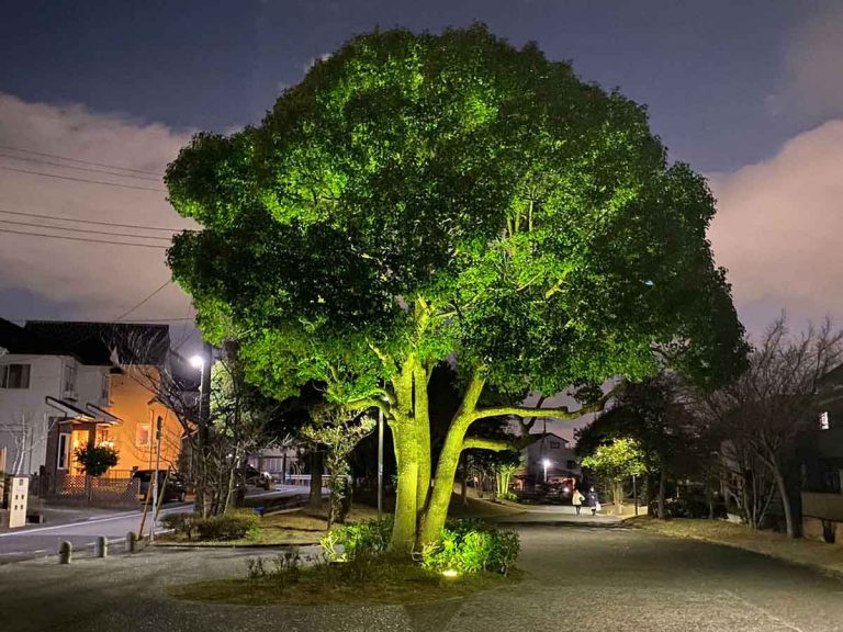 Japanese Twitter user stumbles upon uncanny “broccoli tree”