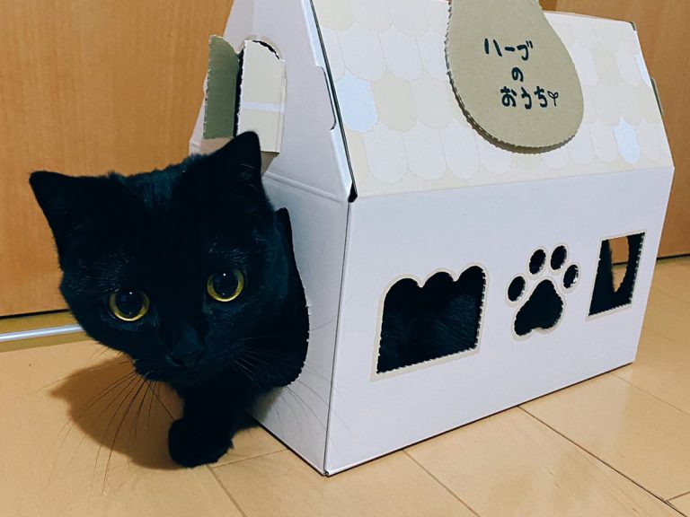 Cat finds perfectly cute house in box from cat-themed bakery