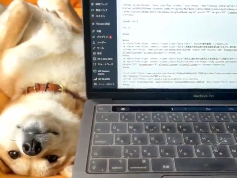 Shiba inu’s constant glare makes home working awkward but adorable for one Japanese dog owner