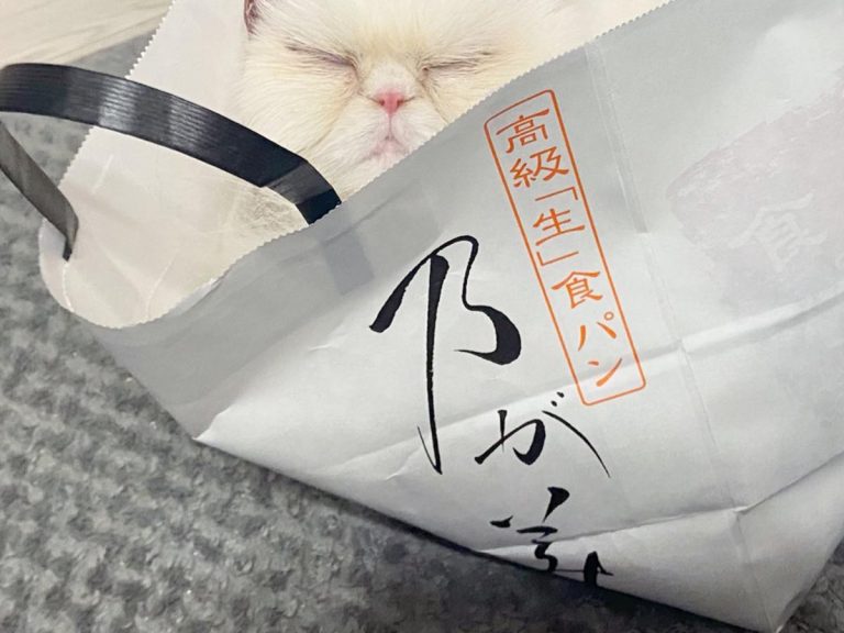 Sleepy cat in bread bag has got Japanese Twitter users wondering where they can buy such a fluffy loaf