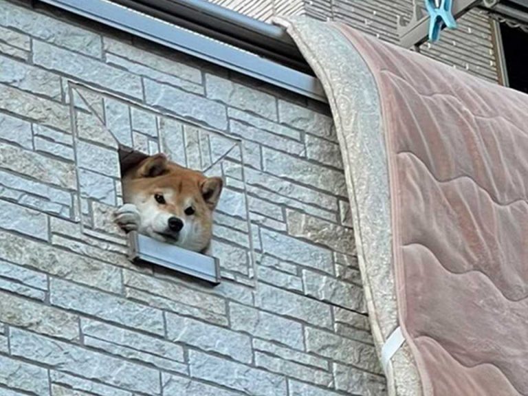 Concerned shiba inu seeing owner off for the day through hole in wall is too cute to handle