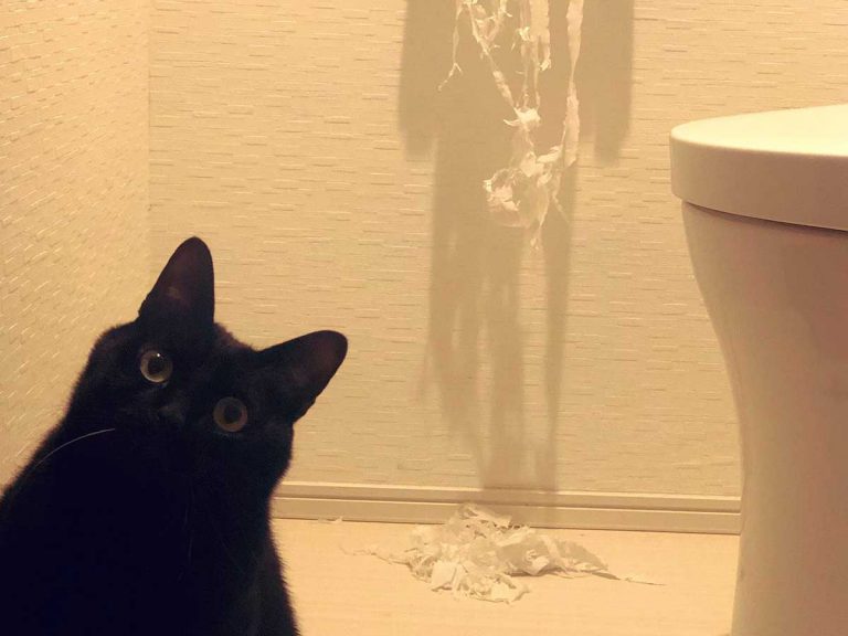 Totally not suspicious black cat denies ripped toilet paper allegations