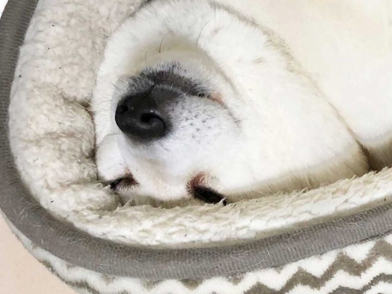 Shiba inu’s strange sleeping pose is adorable but weird, but mostly adorable