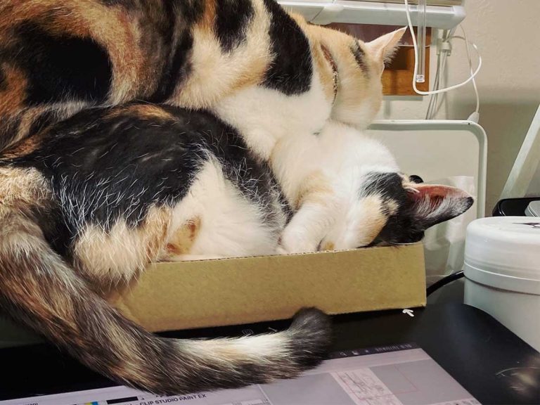 Hilarious photos of ‘cardboard box struggle’ prove cats will do anything to fit in a small box