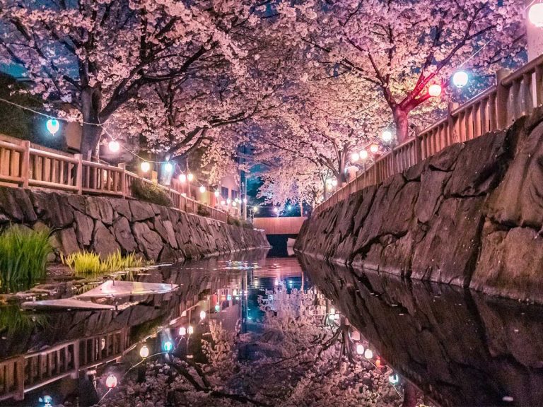 Photographer reminds us why nighttime sakura are so stunning