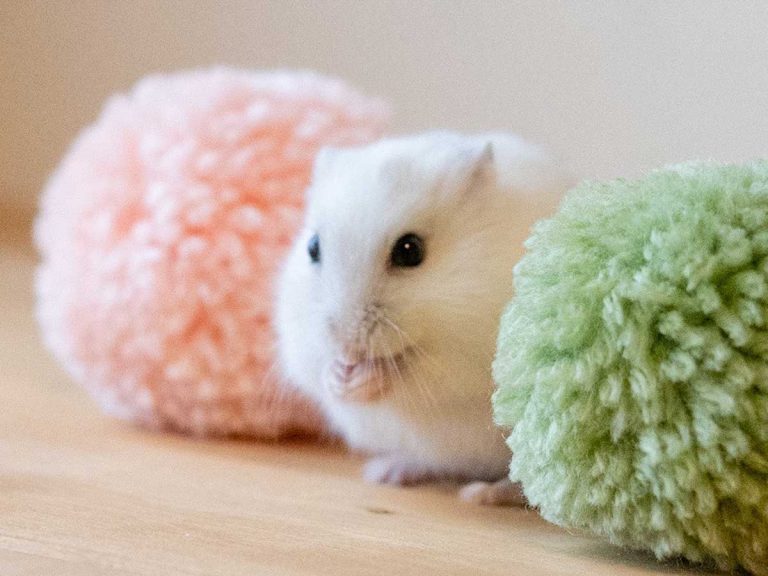 Hamster becomes white mochi in hanami dango impression, resulting in sweetest spring photo set
