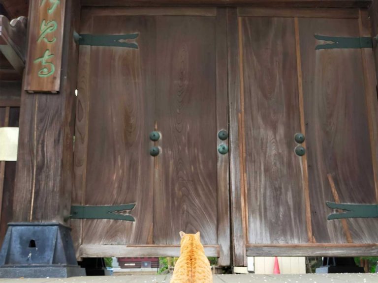 “Excommunicated” cat waits to be absolved of feline sins outside temple gate