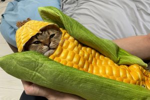 Japanese cat owner’s handmade corn swaddling is adorable and impressively realistic