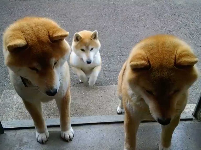 Shiba inu trio’s cabbage obsession charms everyone in adorable synchronised feeding video