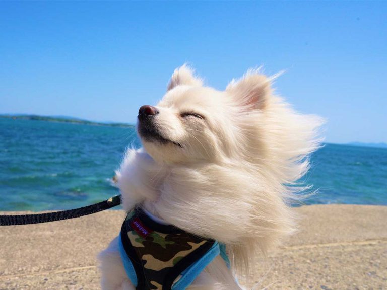 Everyone is jealous of this Pomeranian’s modelling skills on a day out at the seaside