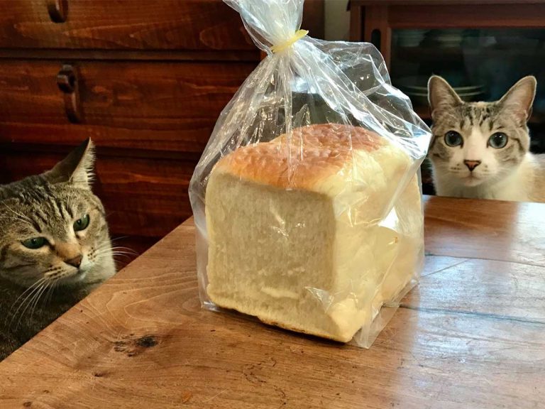 Trio of cats pull off organized bread heist
