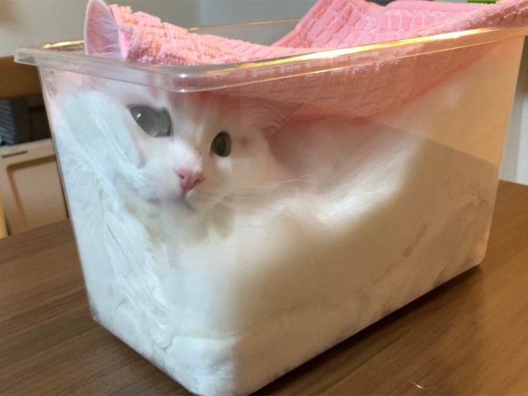 Adorable photo set of fluffy Japanese cat in plastic box proves that cats can take on liquid form