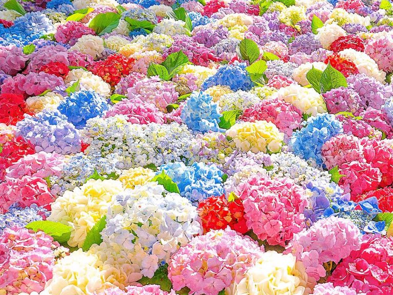 Photographer’s vibrant Hydrangea flower water basin photo is a colorful welcome to summer