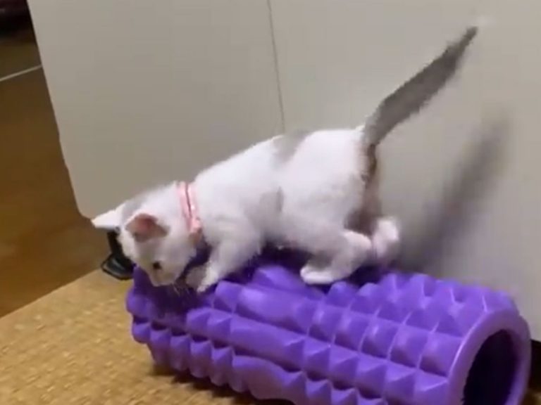 Cat has adorably rigorous exercising routine with foam roller