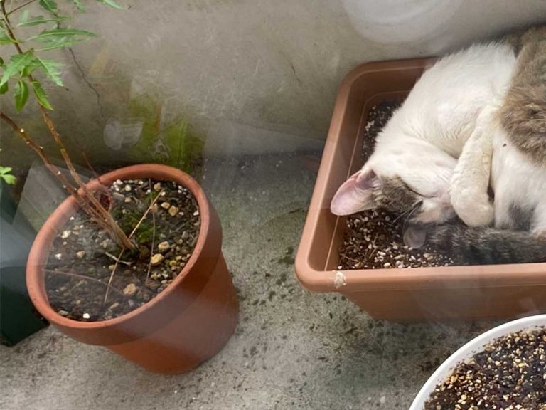 Japanese Twitter user finds adorable feline “plant” taking over their balcony