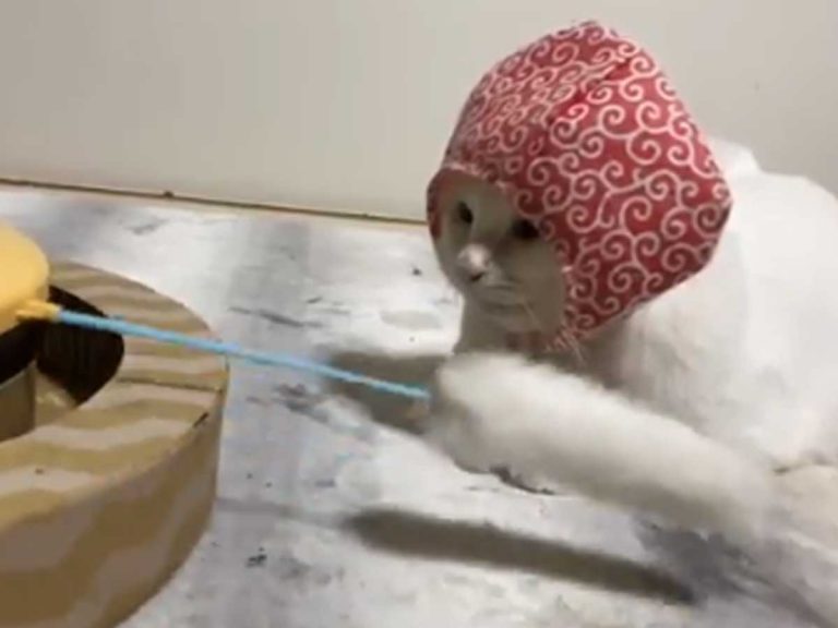 Japanese cat’s unexpectedly stoic reaction to motorised cat toy in video charms the internet