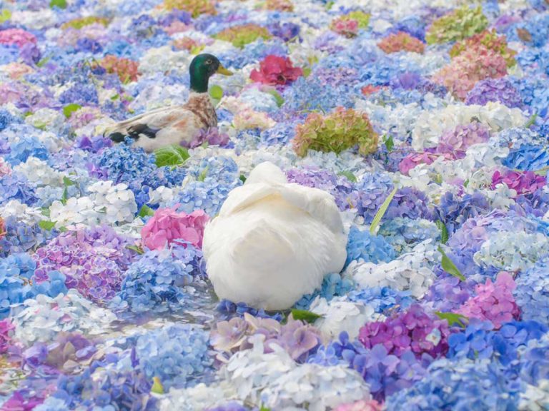 Photographer captures colorful shots of ducks swimming in a sea of hydrangea at Japanese temple