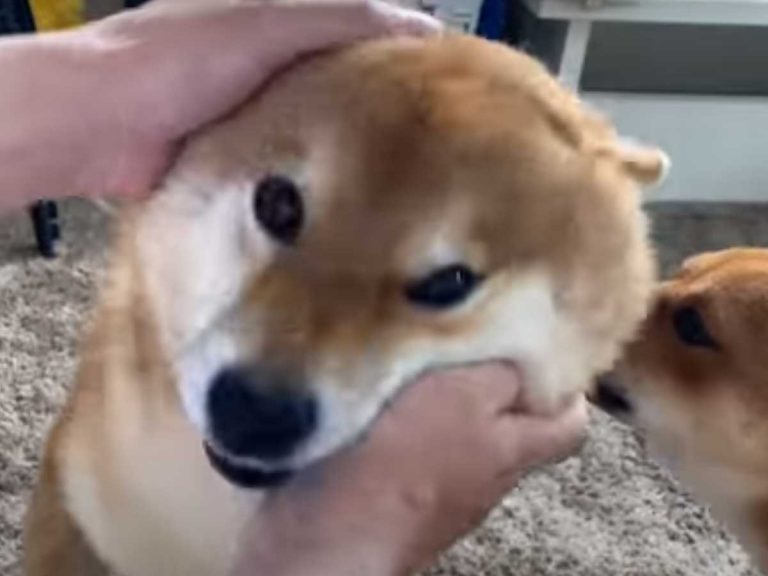 Japanese dog owner discovers magic word to instantly make a Shiba Inu love you
