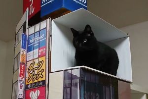 Japanese artist recreates giant 3-D cat at Shinjuku Station with actual cat