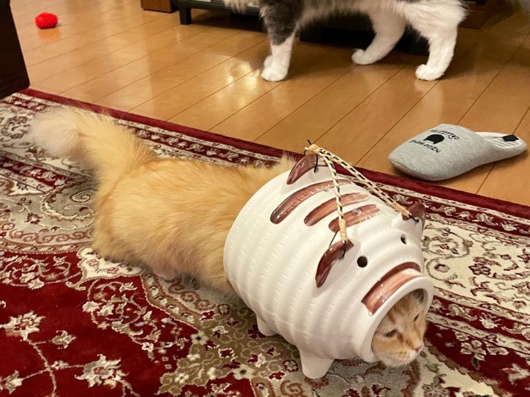 Cat’s mosquito repellent curiosity turns her into fluffy pig samurai