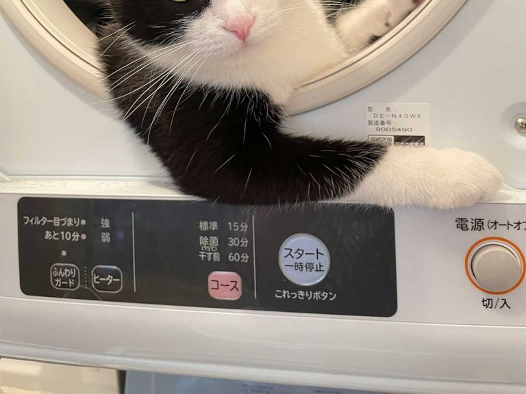 Japanese pet owner startled by cat’s chic ‘cool guy’ pose when hanging out in the dryer