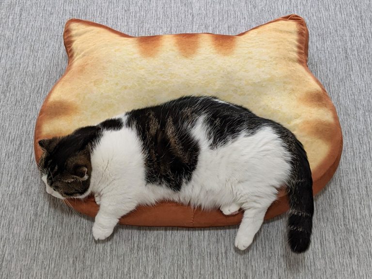 Cat-shaped sweets bed turns kitty into the most adorable Maritozzo pastry