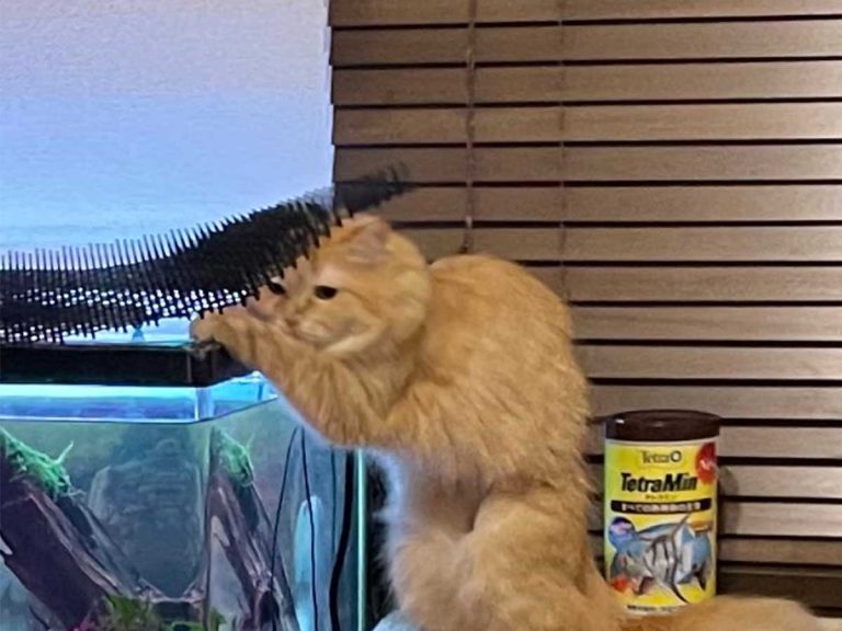 Cat caught red-pawed in fishy situation has no regrets