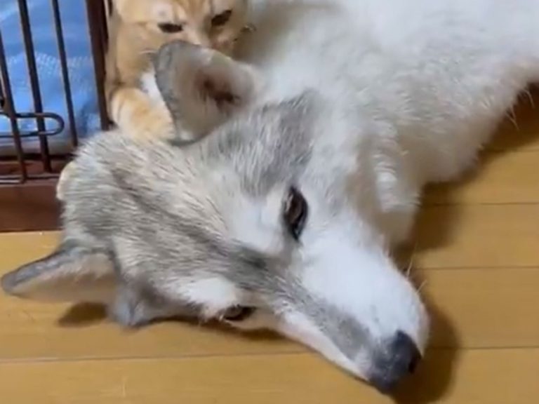Cute video of husky exasperated by playful kitten is relatable to anyone with a younger sibling