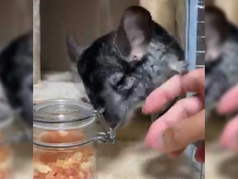 Chinchilla trying to protect her papaya and human trying to feed her with it is the most adorable struggle