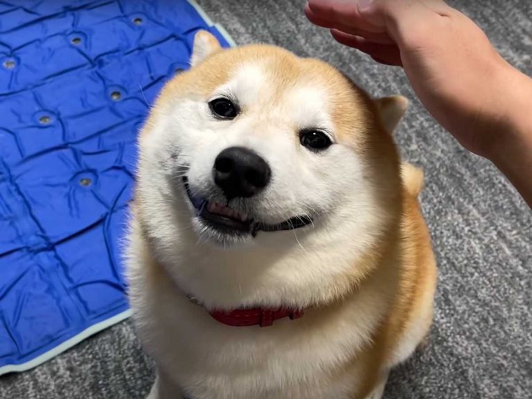 Adorable video shows that even if you just pretend to pet a Shiba Inu they will still love you