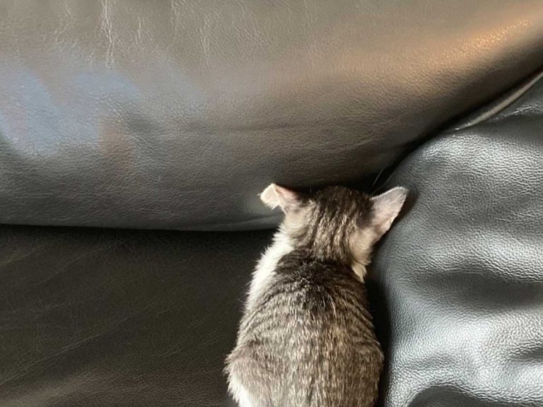 Tiniest kitten has extremely fortified vacuum cleaner refuge