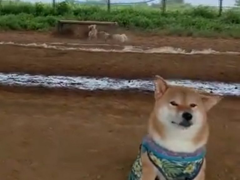 Video of shiba inu’s trip to dog park shows there are two types of dogs in the world