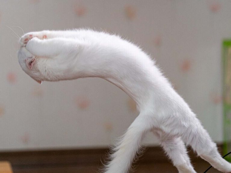 Liquid cat overwhelms sports photographer with amazing moves at photoshoot