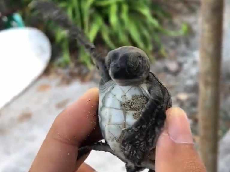 Bashful baby turtle in Japan is very self-conscious of his belly