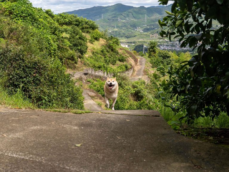 Shiba inu barrels up hill to reunite with owner in adorably epic photos