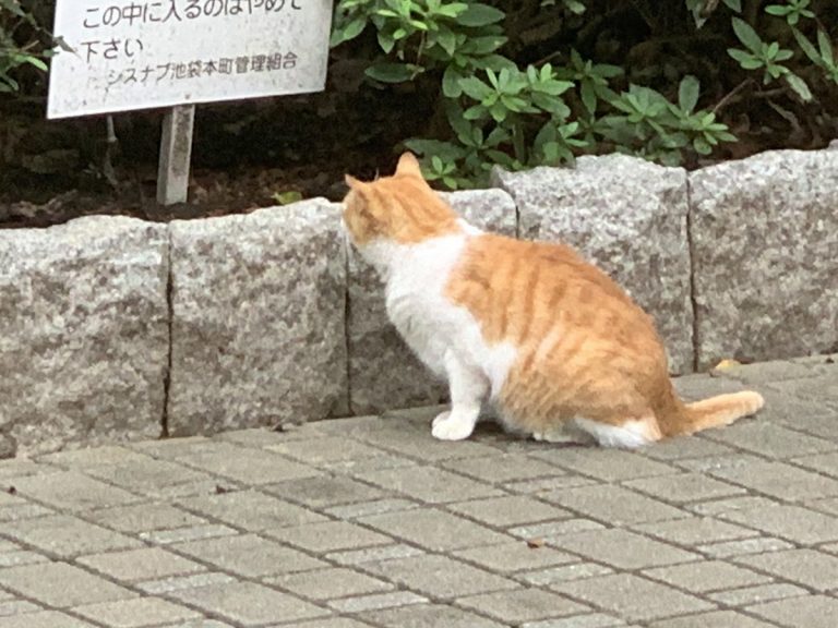 Funny photo of hesitating feline makes Japanese Twitter wonder if cats can read warning signs