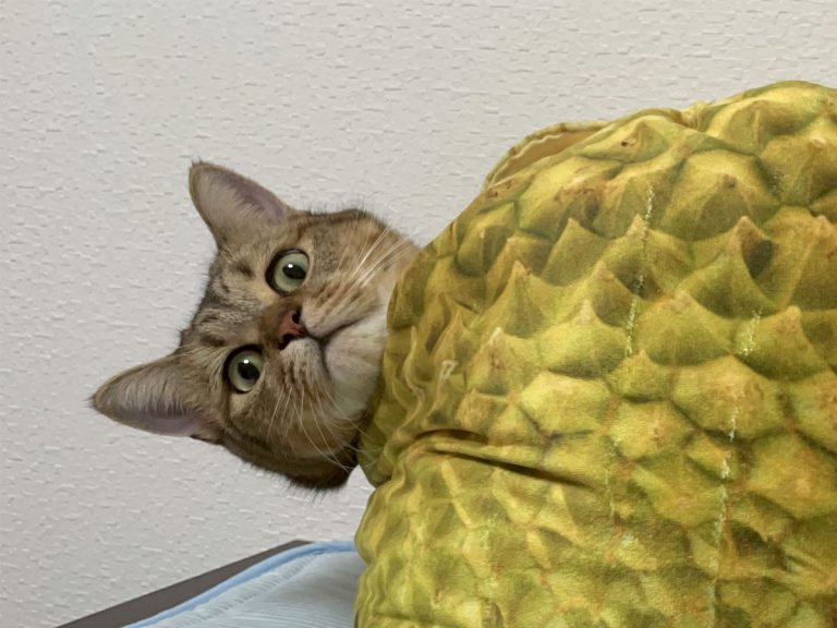 Japanese cat owner’s handmade realistic durian pet bed turns kitty into most adorable kaiju