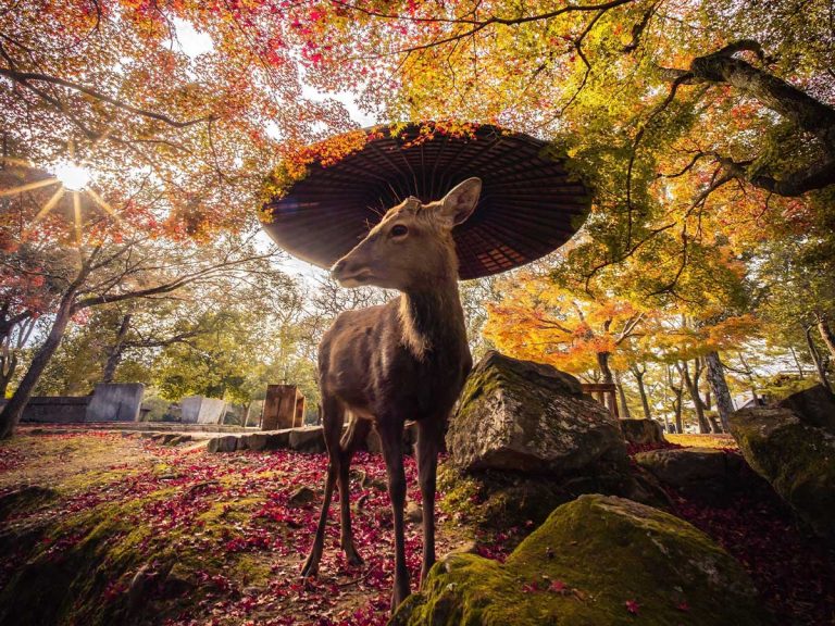 Photographer shows why Nara’s deer are the “messengers of the gods” by finding most stylish deer ever